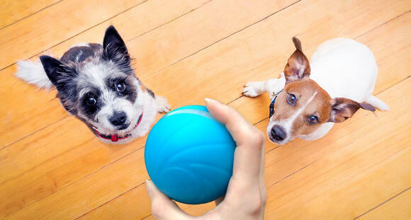 CHEERBLE Wicked Ball Interaktivní míč pro psy modrý3