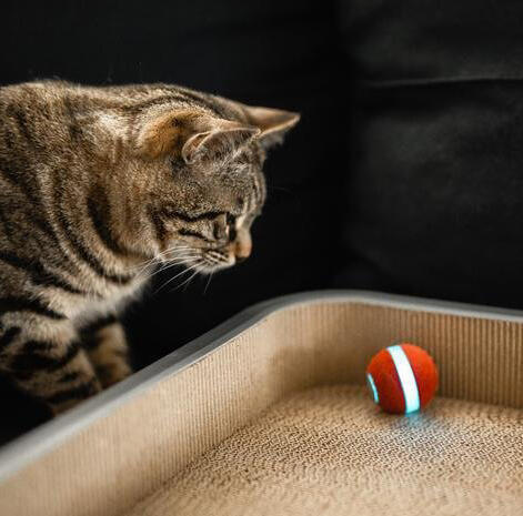BOT CHEERBLE Mini Ball Interaktivní míč pro kočky4