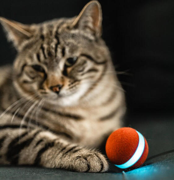 BOT CHEERBLE Mini Ball Interaktivní míč pro kočky5
